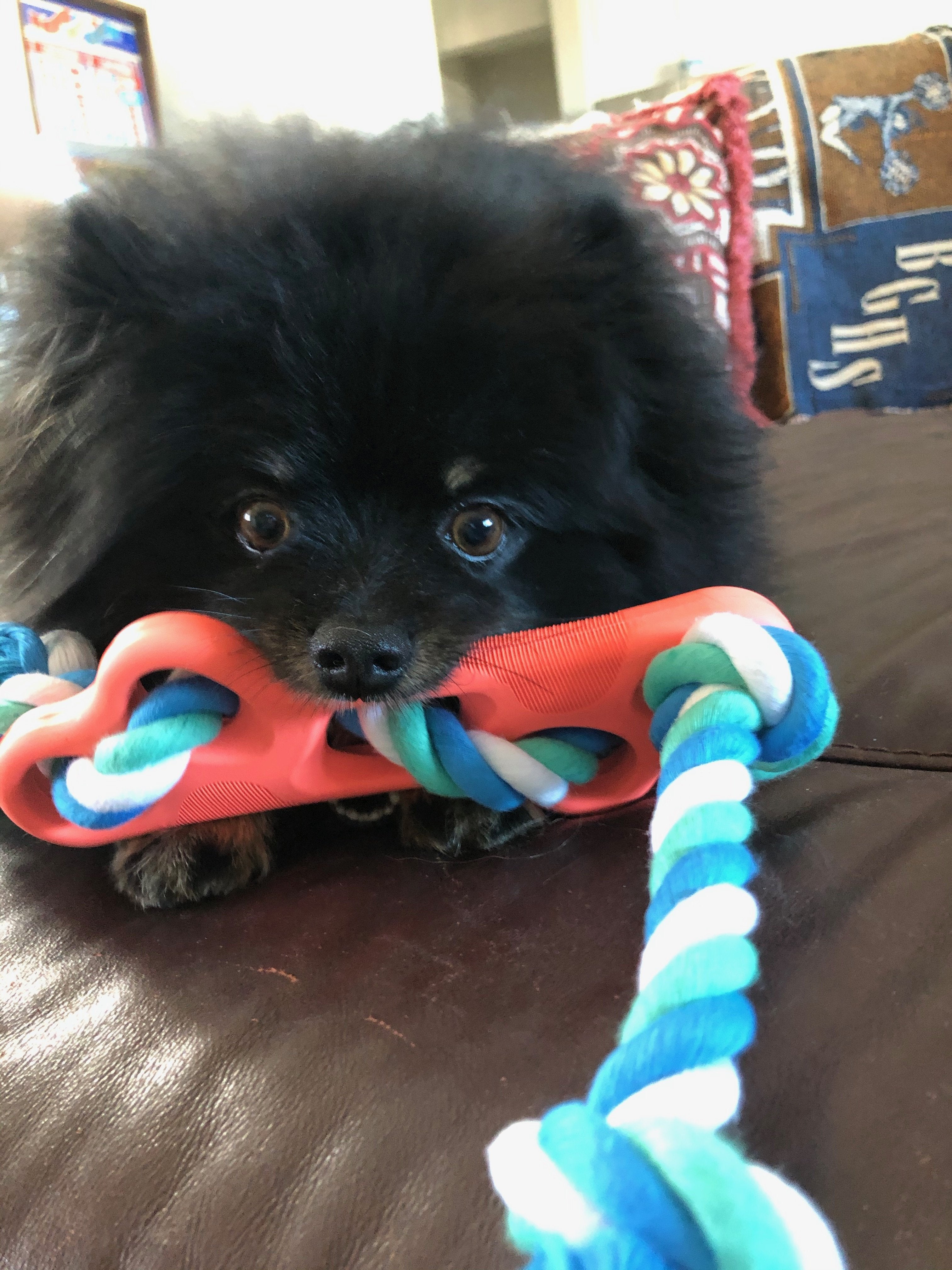 Rubber Bone Chew Toy with Tug Rope