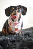 Nuggets and Fries Bandana